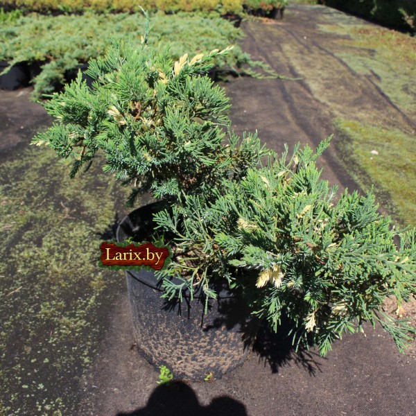 Можжевельник китайский Expansa Variegata (Juniperus chinensis) C2