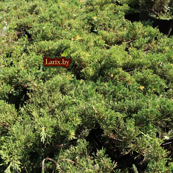 Можжевельник китайский Expansa Variegata (Juniperus chinensis) C2