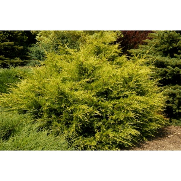 Можжевельник китайский Kuriwao Gold (Juniperus chinensis) С7,5
