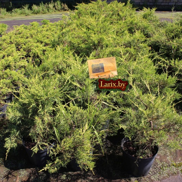 Можжевельник китайский Kuriwao Gold (Juniperus chinensis) C5