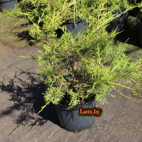 Можжевельник китайский Kuriwao Gold (Juniperus chinensis) C5