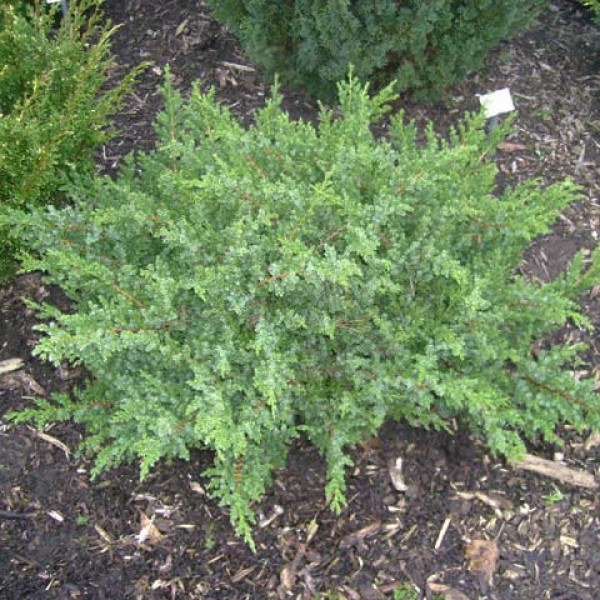 Можжевельник китайский San Jose (Juniperus chinensis)  С2