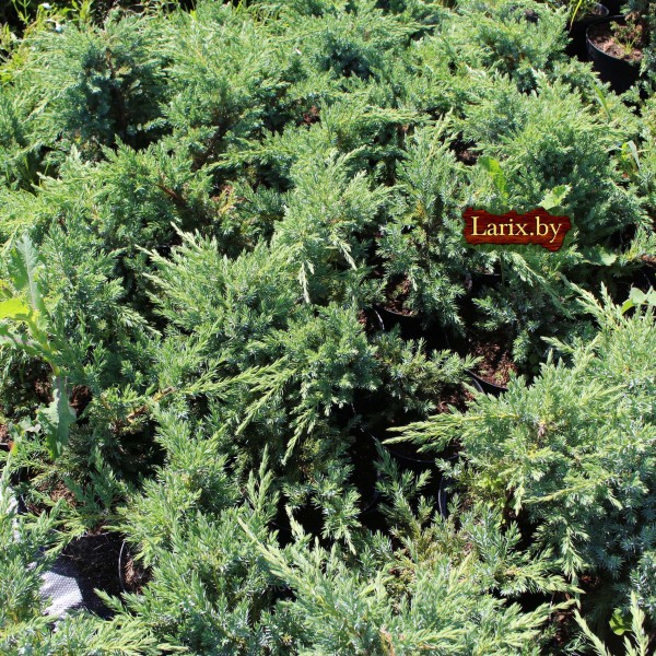 Можжевельник китайский San Jose (Juniperus chinensis)  С2