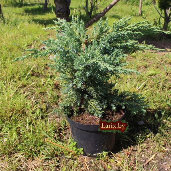 Можжевельник китайский San Jose (Juniperus chinensis)  С2