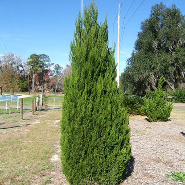 Можжевельник китайский Spartan (Juniperus chinensis) 250-300см.