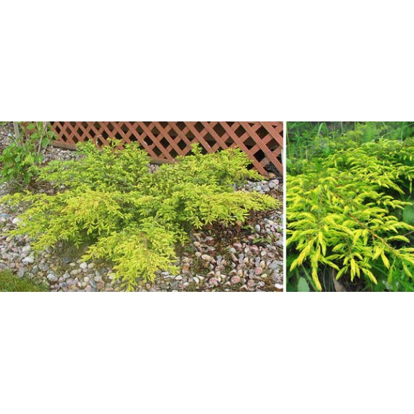 Можжевельник обыкновенный Depressa Aurea (Juniperus communis) C3