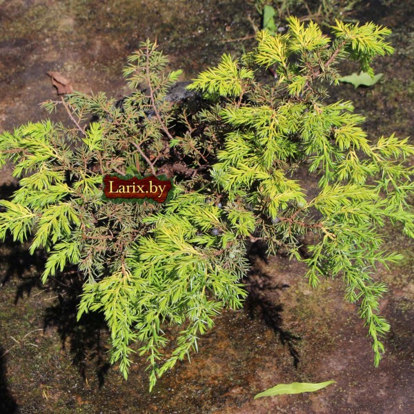 Можжевельник обыкновенный Depressa Aurea (Juniperus communis) C3