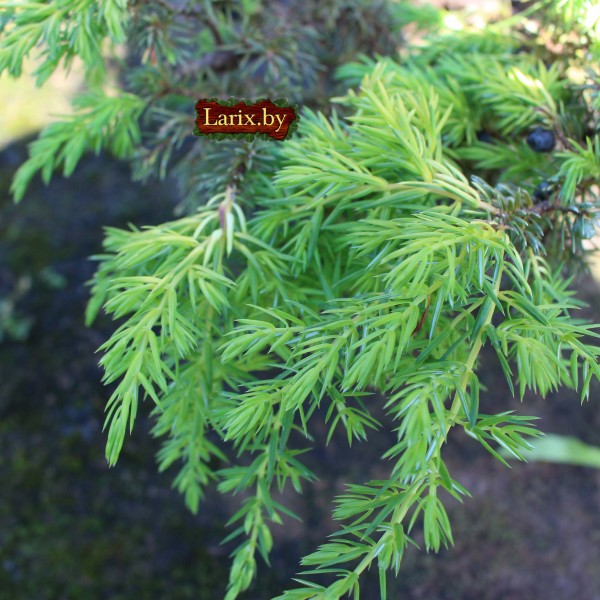Можжевельник обыкновенный Depressa Aurea (Juniperus communis) C3