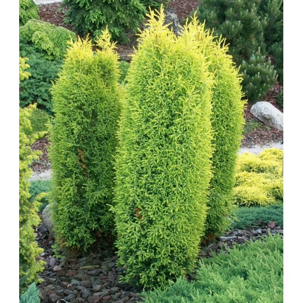 Можжевельник обыкновенный Gold Cone (Juniperus communis) C3