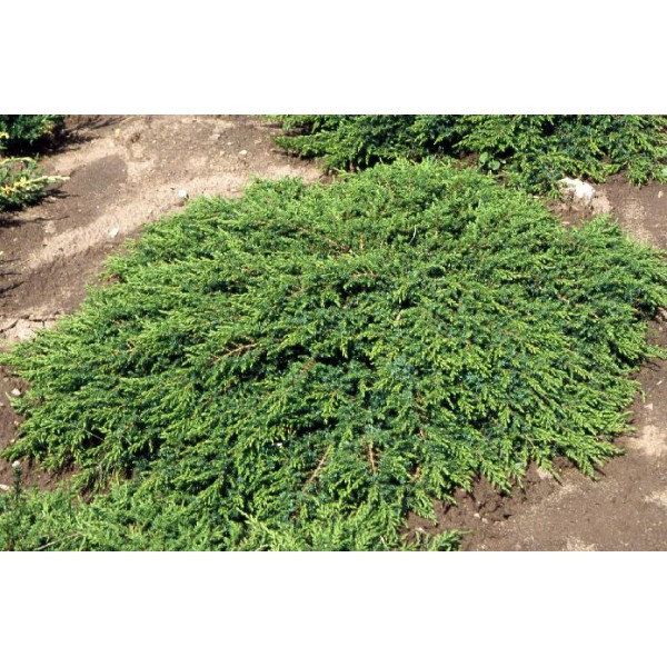 Можжевельник обыкновенный Green Carpet (juniperus communis) С5