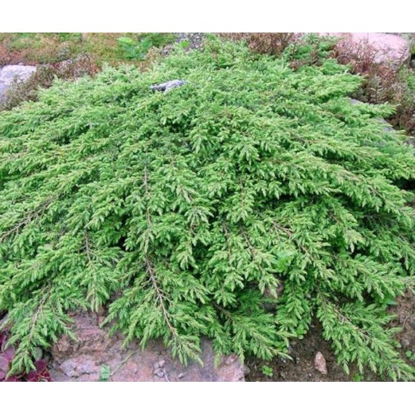 Можжевельник обыкновенный Repanda (Juniperus communis) C5