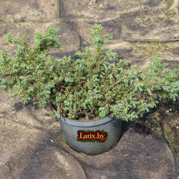 Можжевельник обыкновенный Repanda (Juniperus communis) C5