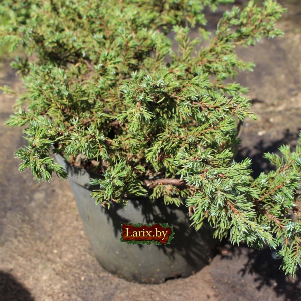Можжевельник обыкновенный Repanda (Juniperus communis) C5