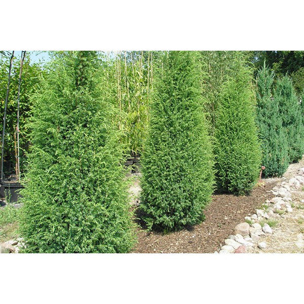 Можжевельник обыкновенный Suecica (Juniperus communis) С2