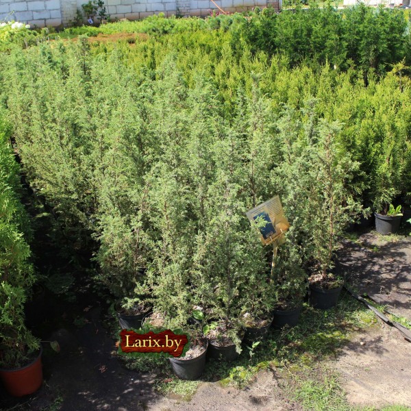 Можжевельник обыкновенный Suecica (Juniperus communis) С2