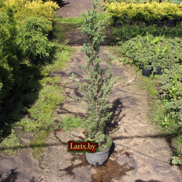 Можжевельник обыкновенный Suecica (Juniperus communis) С2