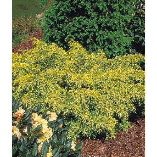 Можжевельник Пфитцериана Golden Saucer (Juniperus x media) С3