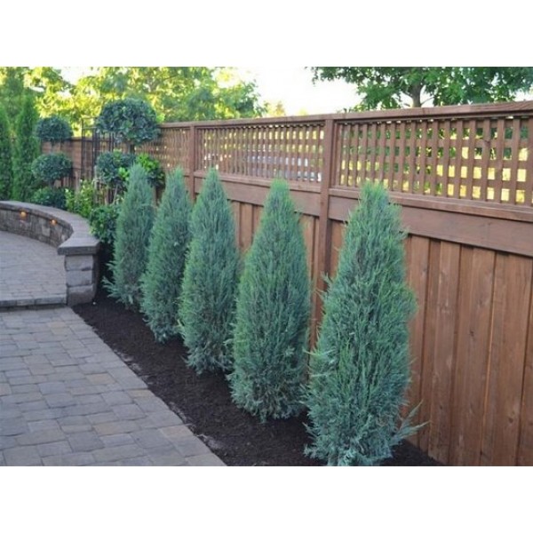 Можжевельник скальный Blue Arrow (Juniperus scopulorum) С3