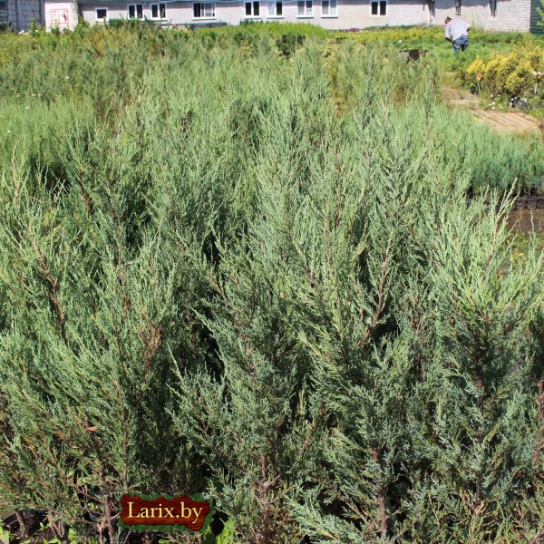 Можжевельник скальный Blue Arrow (Juniperus scopulorum) С3