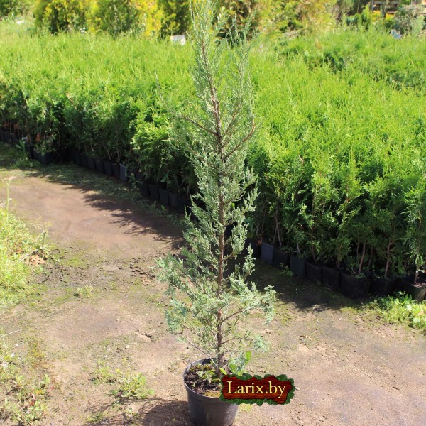 Можжевельник скальный Blue Arrow (Juniperus scopulorum) С3