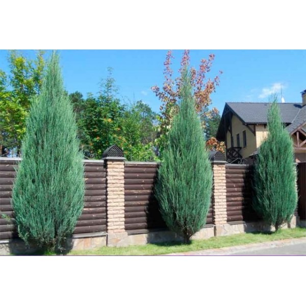 Можжевельник скальный Skyrocket (Juniperus scopulorum) C5