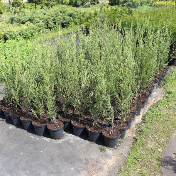 Можжевельник скальный Skyrocket (Juniperus scopulorum) C5