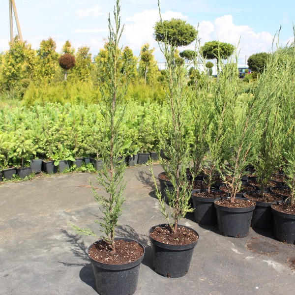 Можжевельник скальный Skyrocket (Juniperus scopulorum) C5