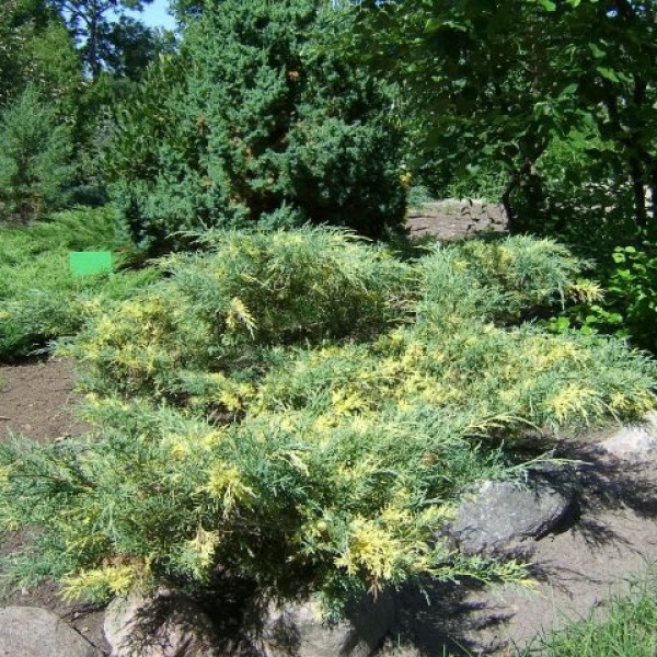 Можжевельник средний Blue and Gold (Juniperus x media) C2