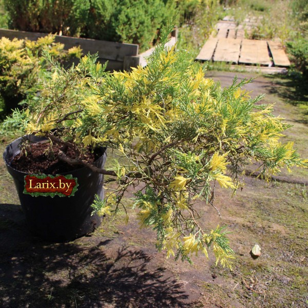 Можжевельник средний Blue and Gold (Juniperus x media) C2