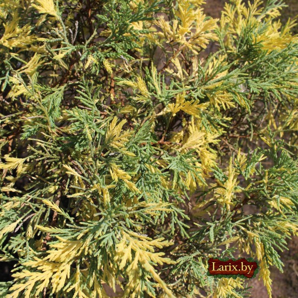 Можжевельник средний Blue and Gold (Juniperus x media) C2