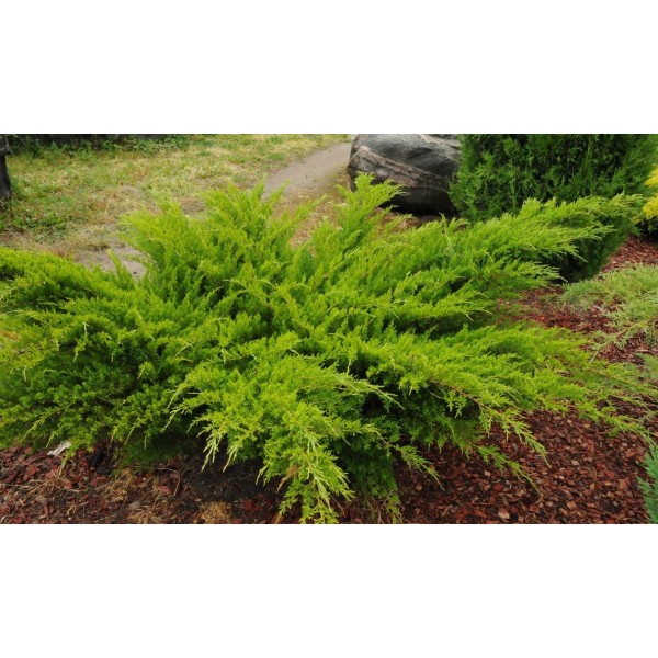 Можжевельник средний Mint Julep (Juniperus x pfitzeriana) C3