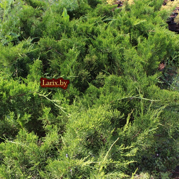 Можжевельник средний Mint Julep (Juniperus x pfitzeriana) C3