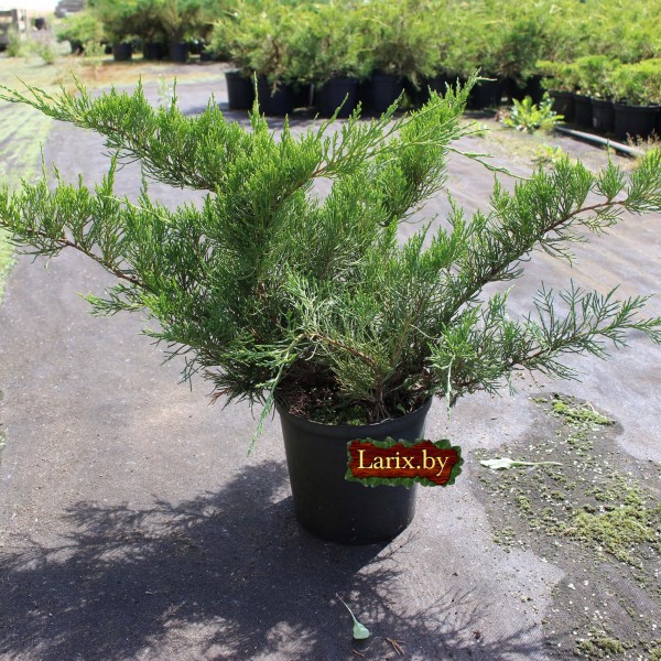 Можжевельник средний Mint Julep (Juniperus x pfitzeriana) C3