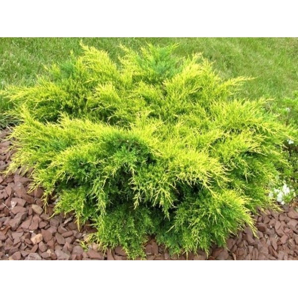 Можжевельник средний Mordigan Gold (Juniperus x media) C5