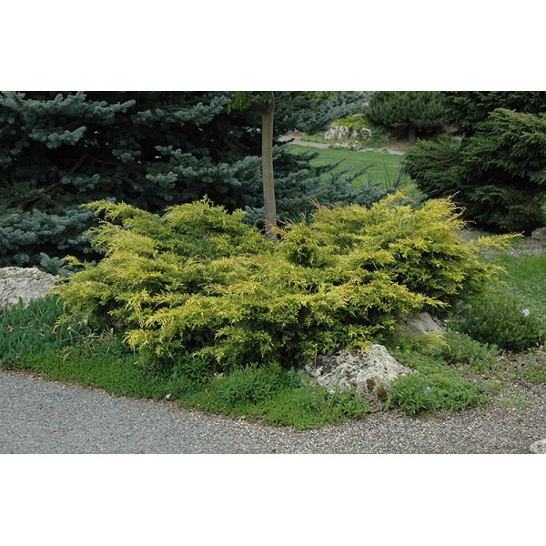 Можжевельник средний Old Gold (Juniperus x media) C5
