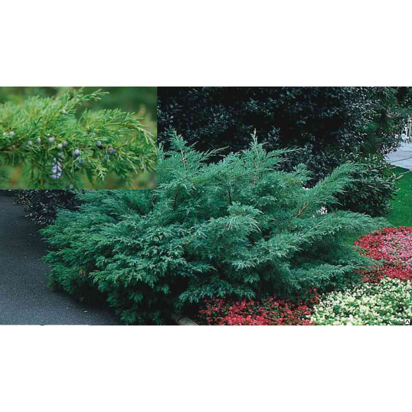 Можжевельник виргинский Hetzii (Juniperus virginiana) С5