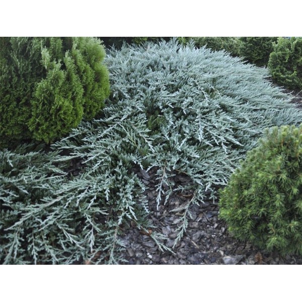 Можжевельник горизонтальный Бар Харбор (Juniperus horizontalis Bar Harbor) С5