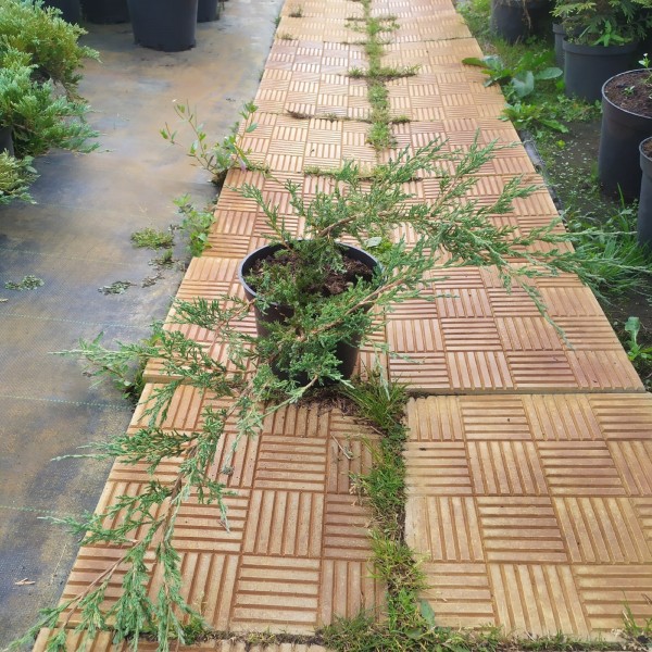 Можжевельник горизонтальный Бар Харбор (Juniperus horizontalis Bar Harbor) С5
