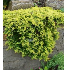 Можжевельник горизонтальный Golden Carpet (Juniperus horizontalis) С3