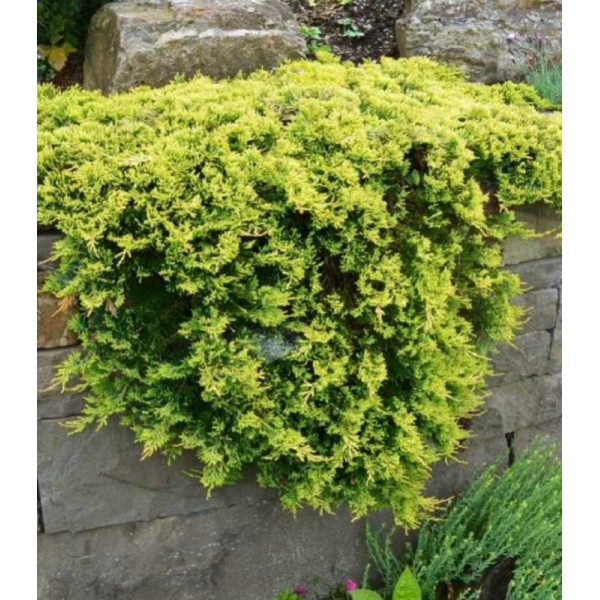 Можжевельник горизонтальный Golden Carpet (Juniperus horizontalis) С2