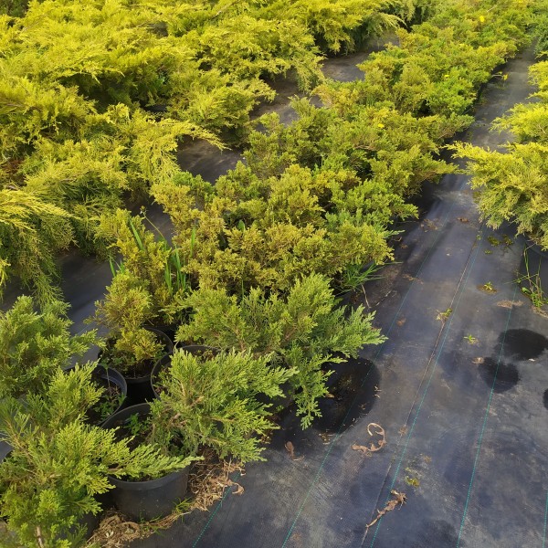 Можжевельник казацкий Tamariscifolia (Juniperus sabina) С5