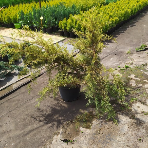 Можжевельник китайский Kuriwao Gold (Juniperus chinensis) С7,5