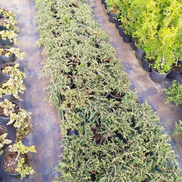 Можжевельник обыкновенный Green Carpet (juniperus communis) С5