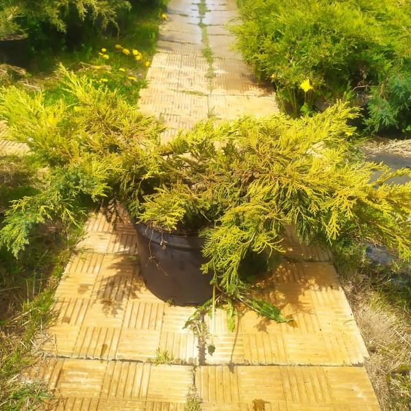 Можжевельник средний Mordigan Gold (Juniperus x media) C5