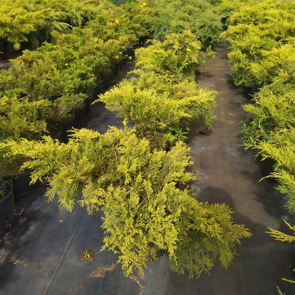 Можжевельник средний Old Gold (Juniperus x media) C5