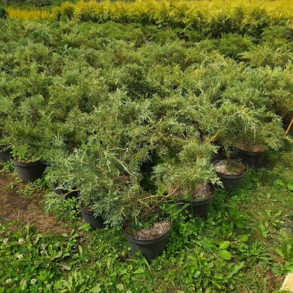 Можжевельник виргинский Hetzii (Juniperus virginiana) С5
