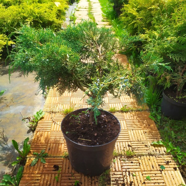 Можжевельник виргинский Hetzii (Juniperus virginiana) C7.5