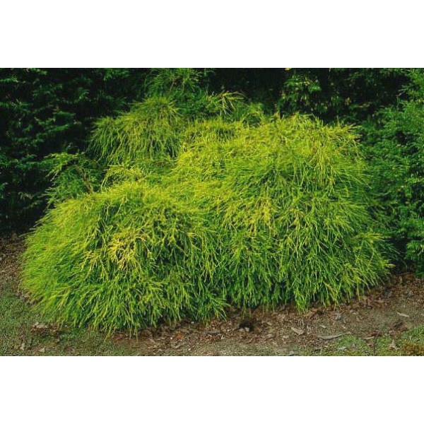 Кипарисовик горохоплодный Sungold (Chamaecyparis pisifera) С3