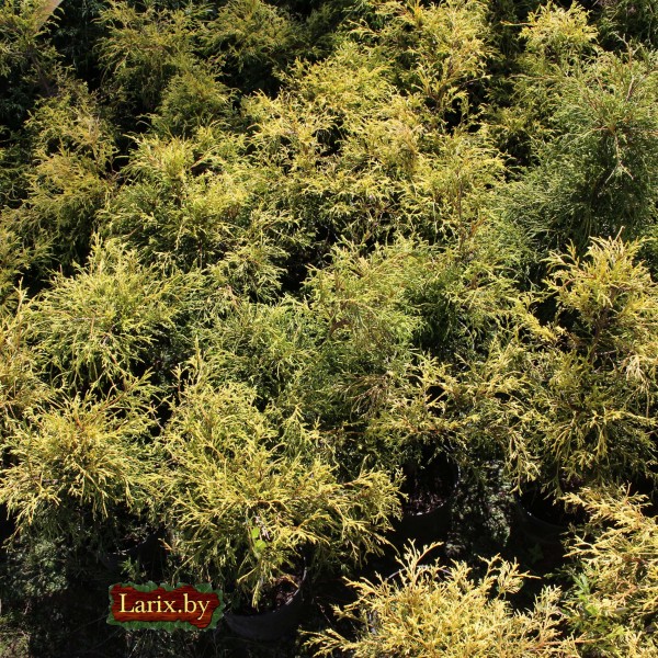 Кипарисовик горохоплодный Sungold (Chamaecyparis pisifera) С3