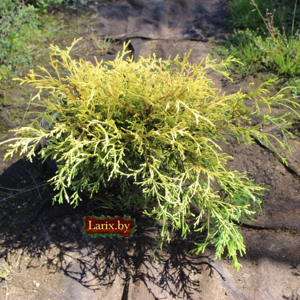 Кипарисовик горохоплодный Sungold (Chamaecyparis pisifera) С3